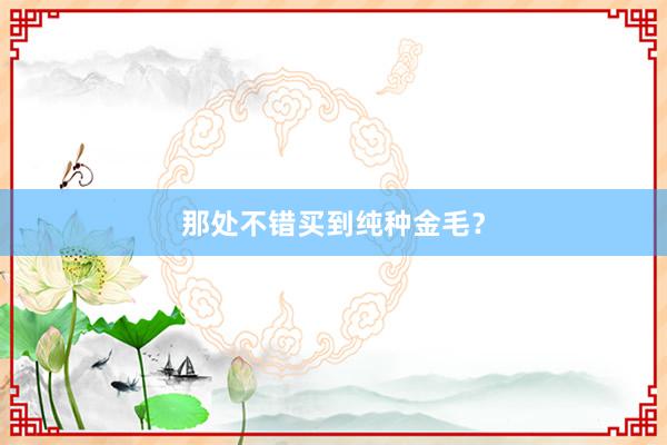 那处不错买到纯种金毛？